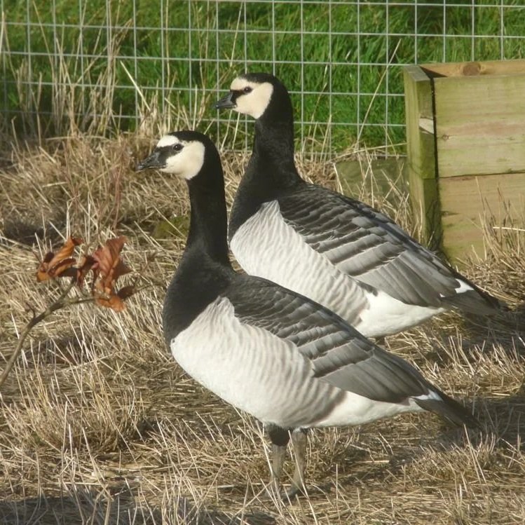 Barnacle Geese