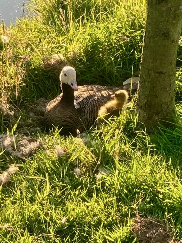 Goslings