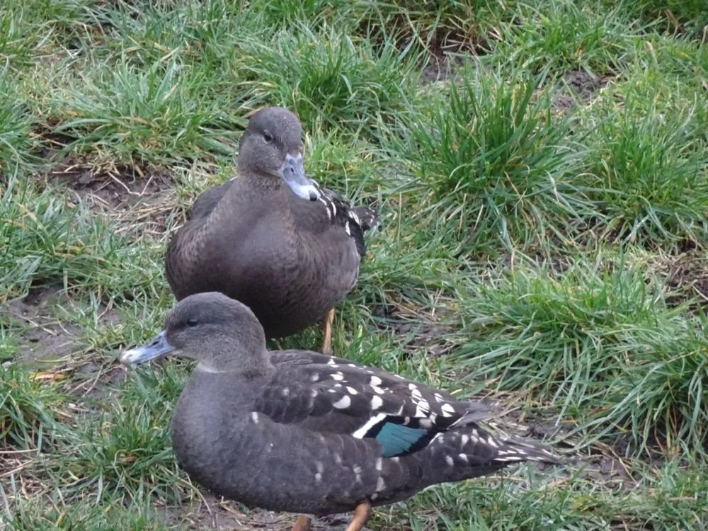 African Black Duck