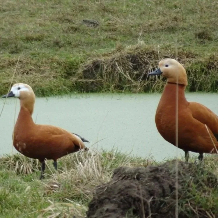 Ruddy Shelduck