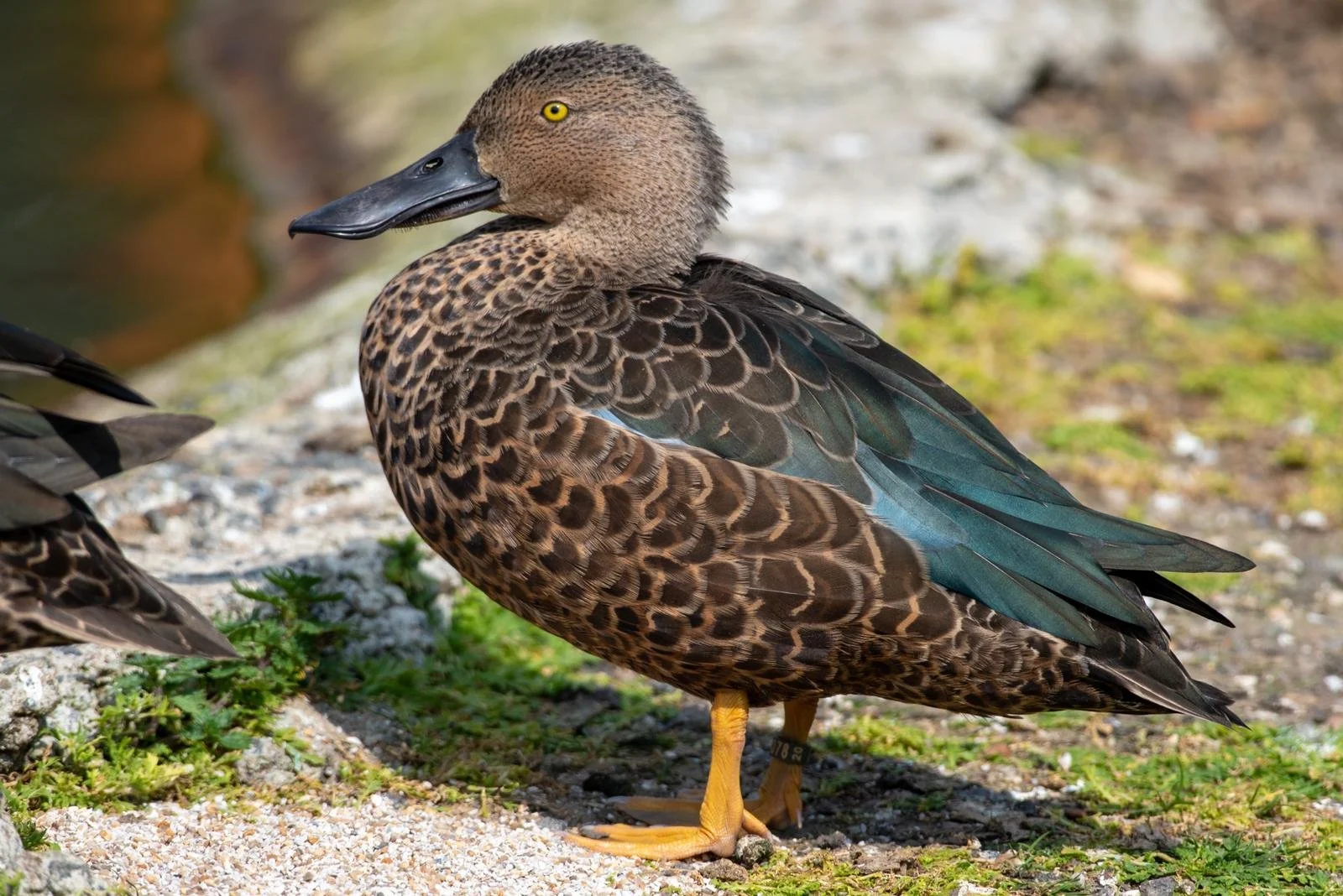 Cape Shoveler