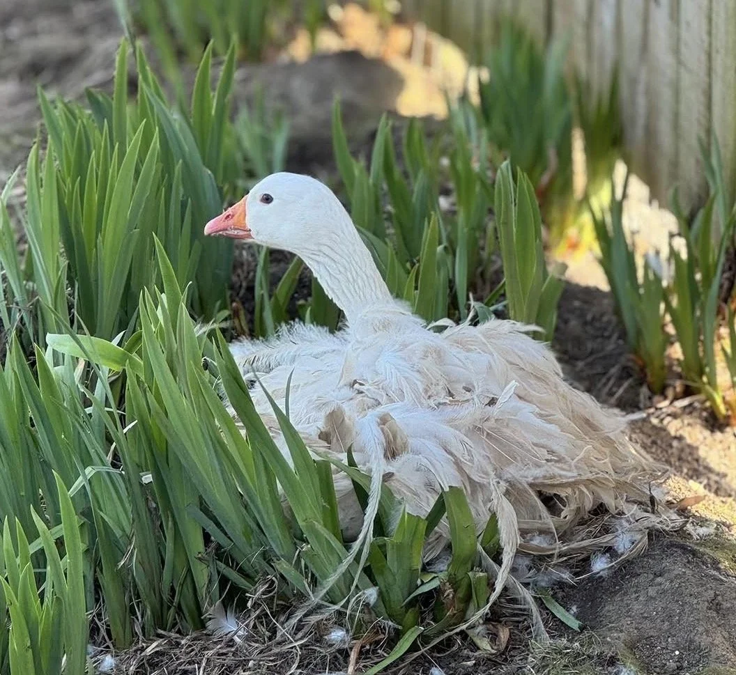 Exhibition Sebastopol Goslings