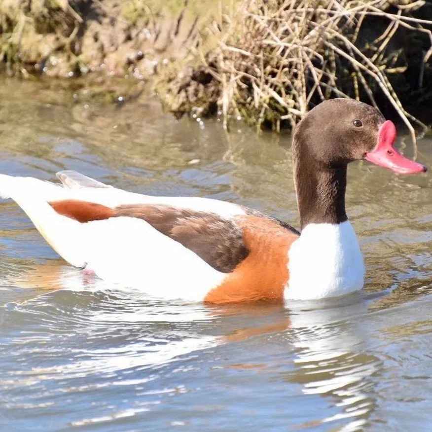 Blonde European Shelducks