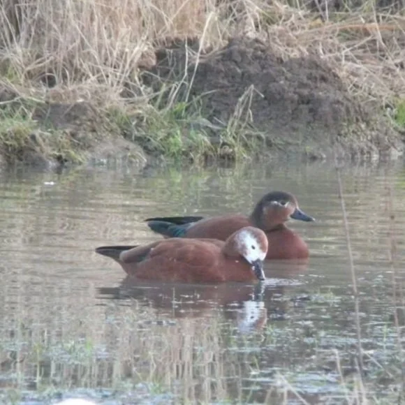 Red Ruddy Shelduck