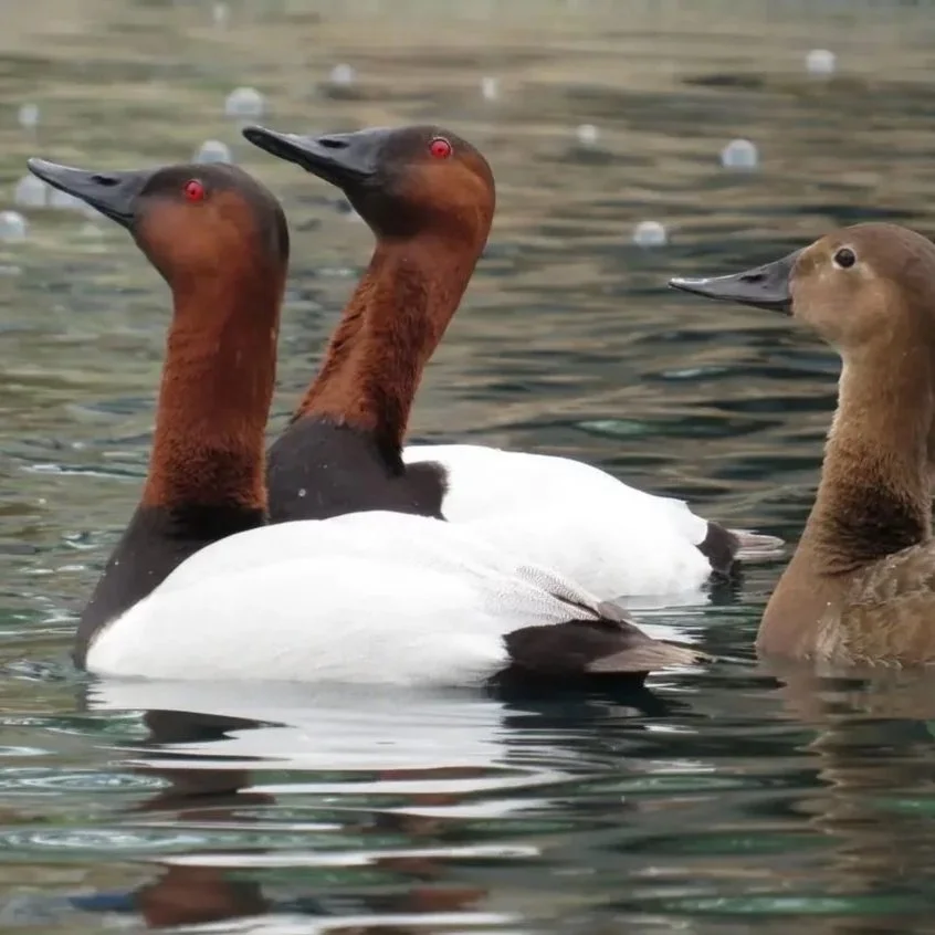 canvasbacks.jpg