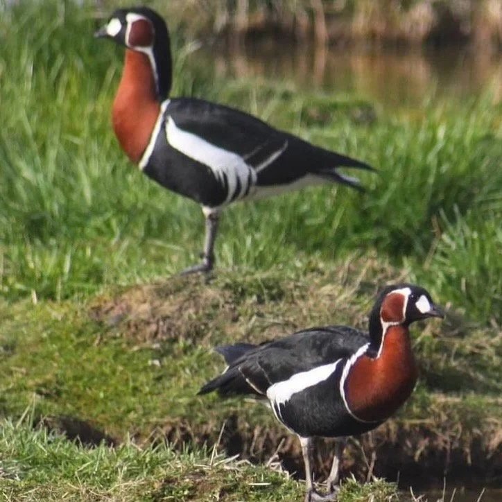 Red Breasted Geese