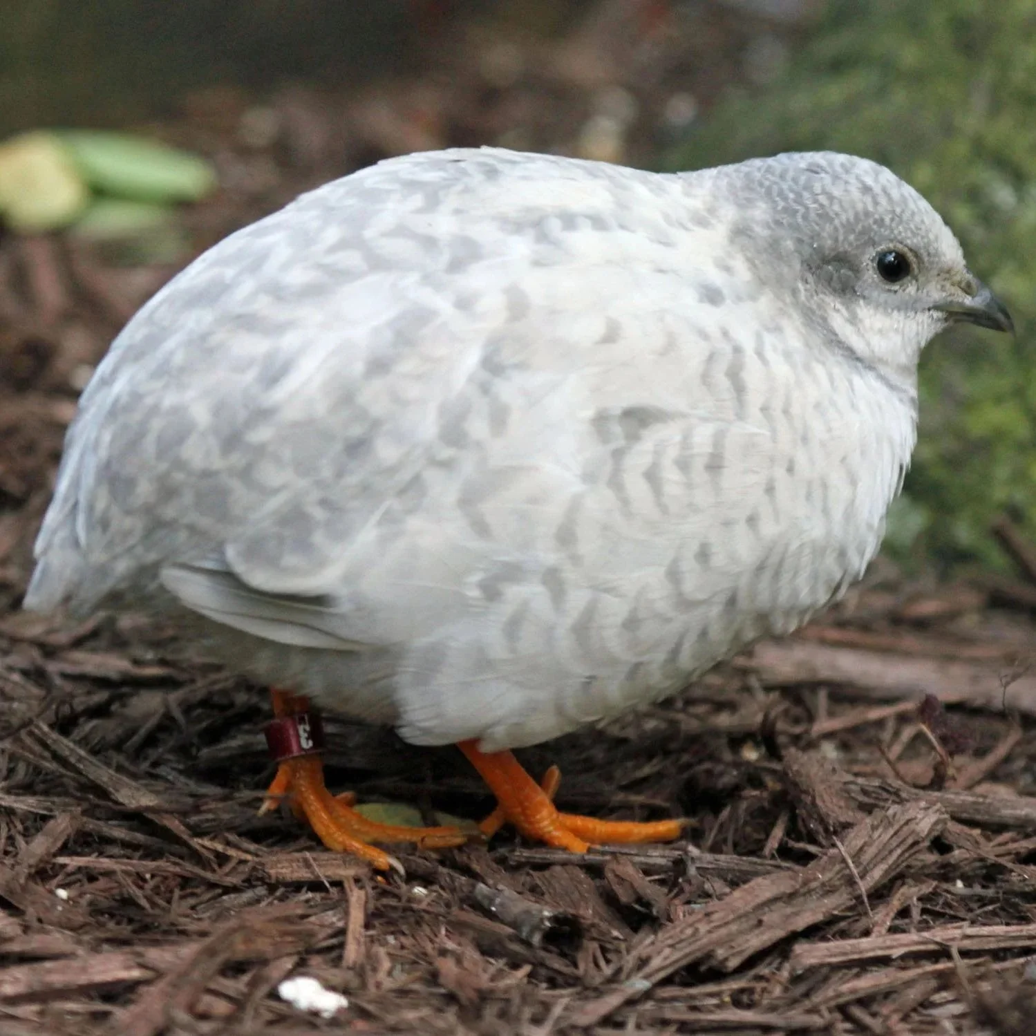 Chinese Painted Quail
