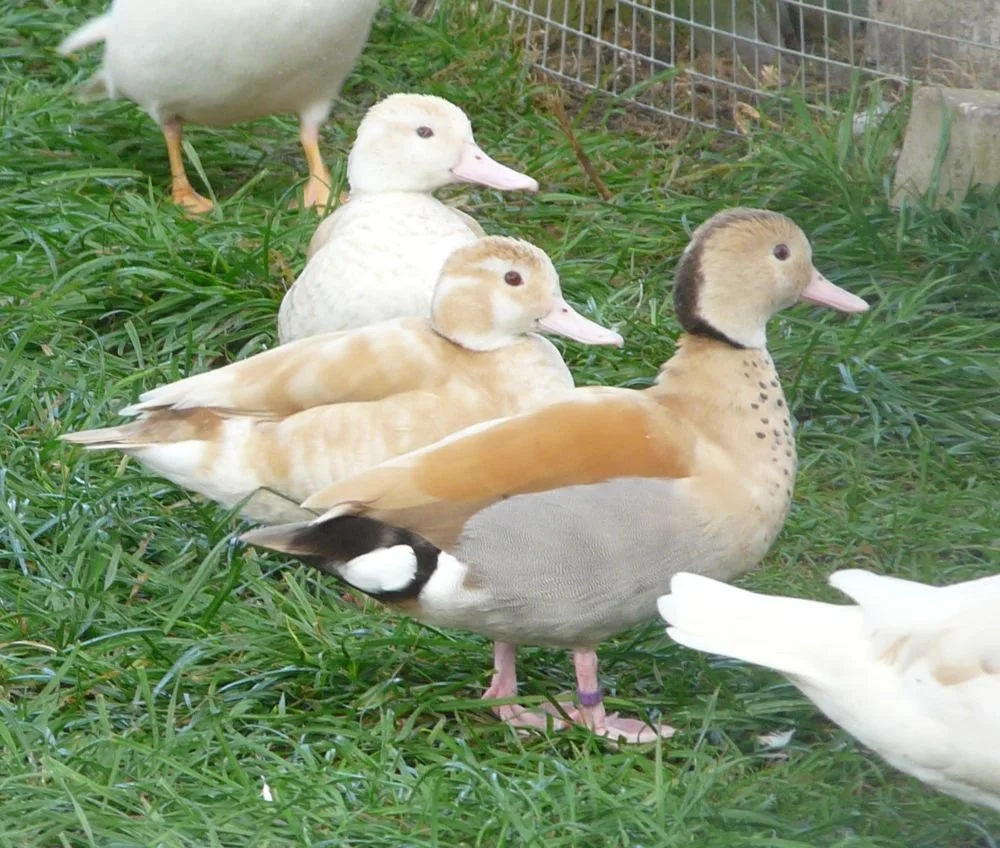 ringedorange1 copy 2.jpg