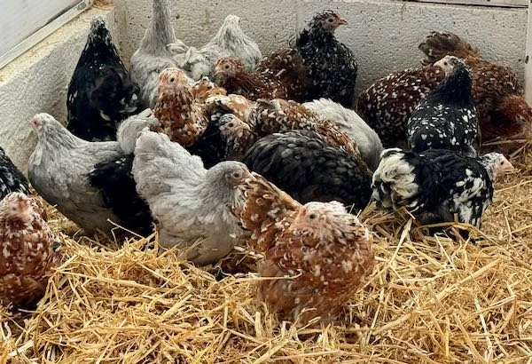 Pekin Bantam