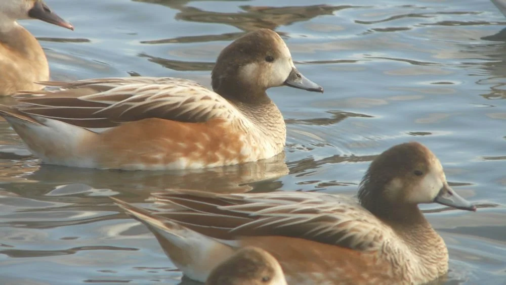 chiloeblonde copy 2.jpg