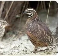 harlequin+quail.jpg