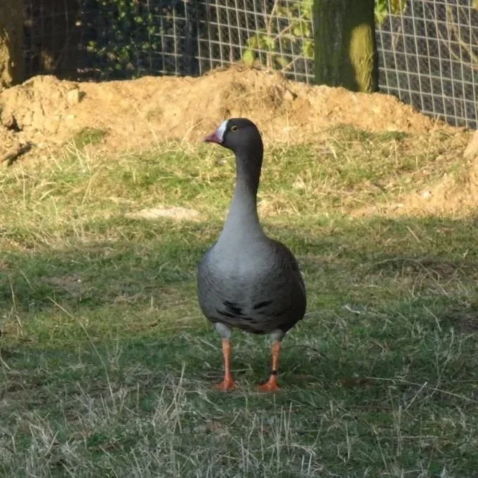 Lesser White Fronted Geese