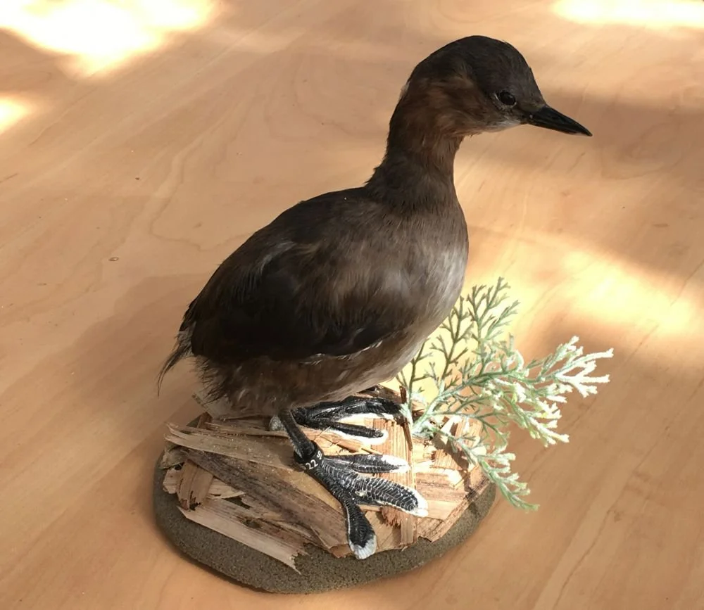 stuffedlittlegrebe.jpg