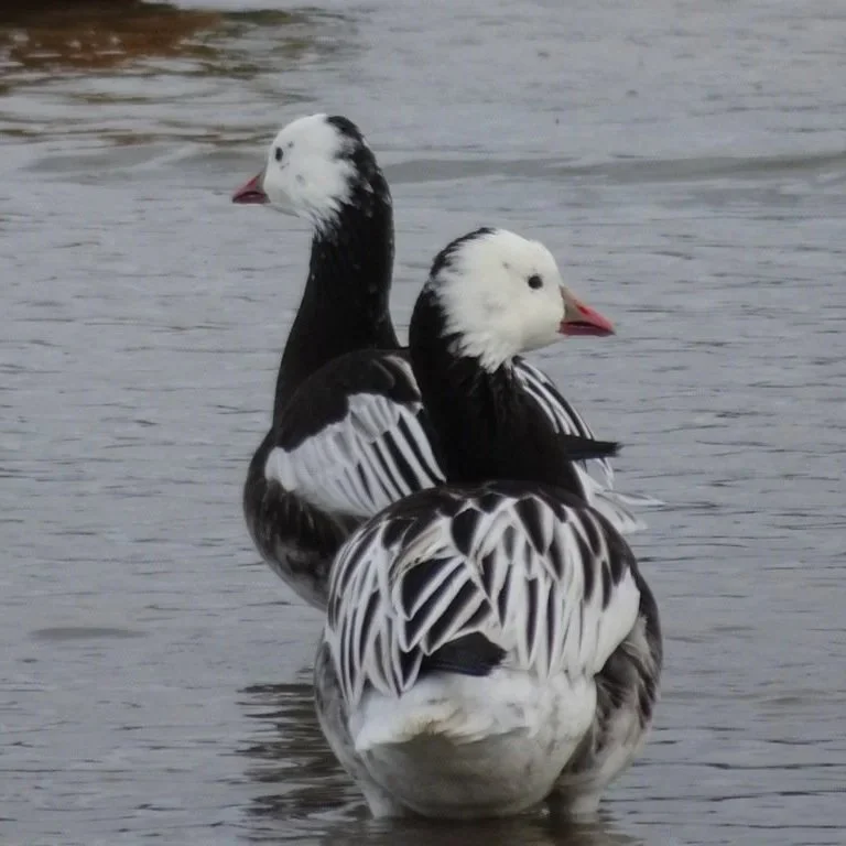 Blue Phase Ross Geese