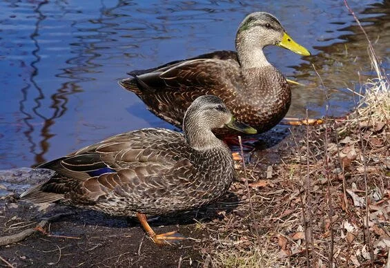 American Black Duck