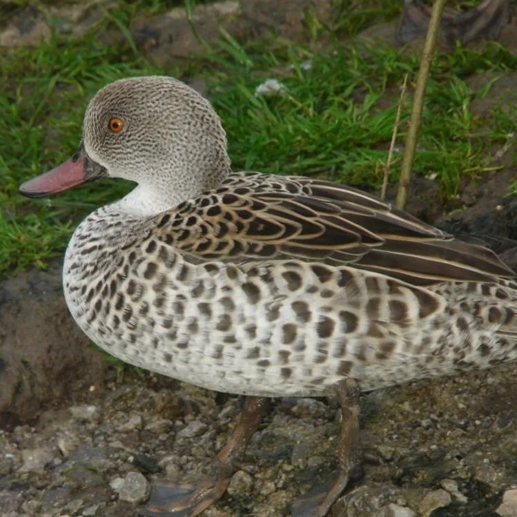 Cape Teal