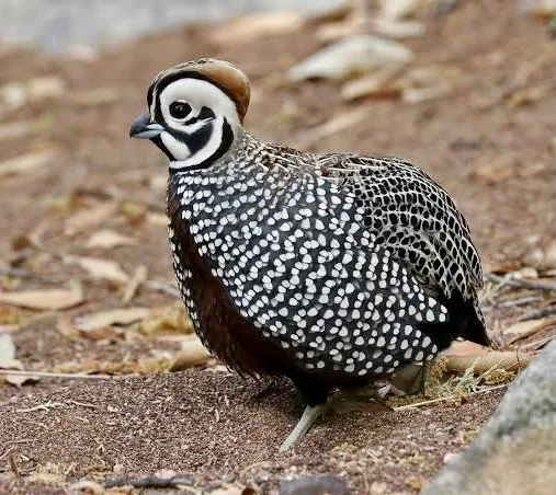 montezuma (1).jpeg
