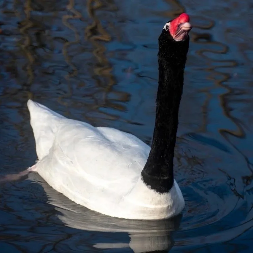 Black Necked Swans