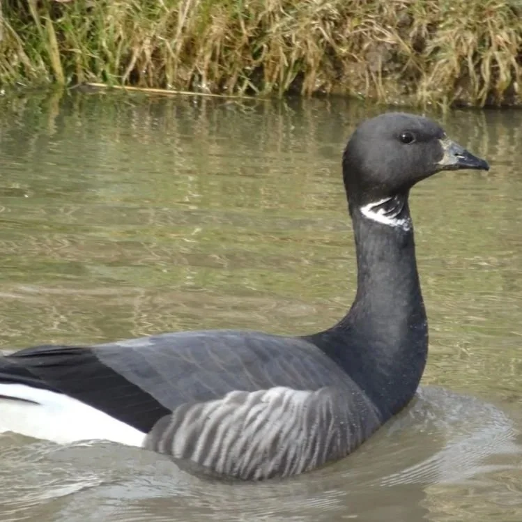 Russian Brent Geese