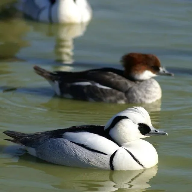 smew.jpg