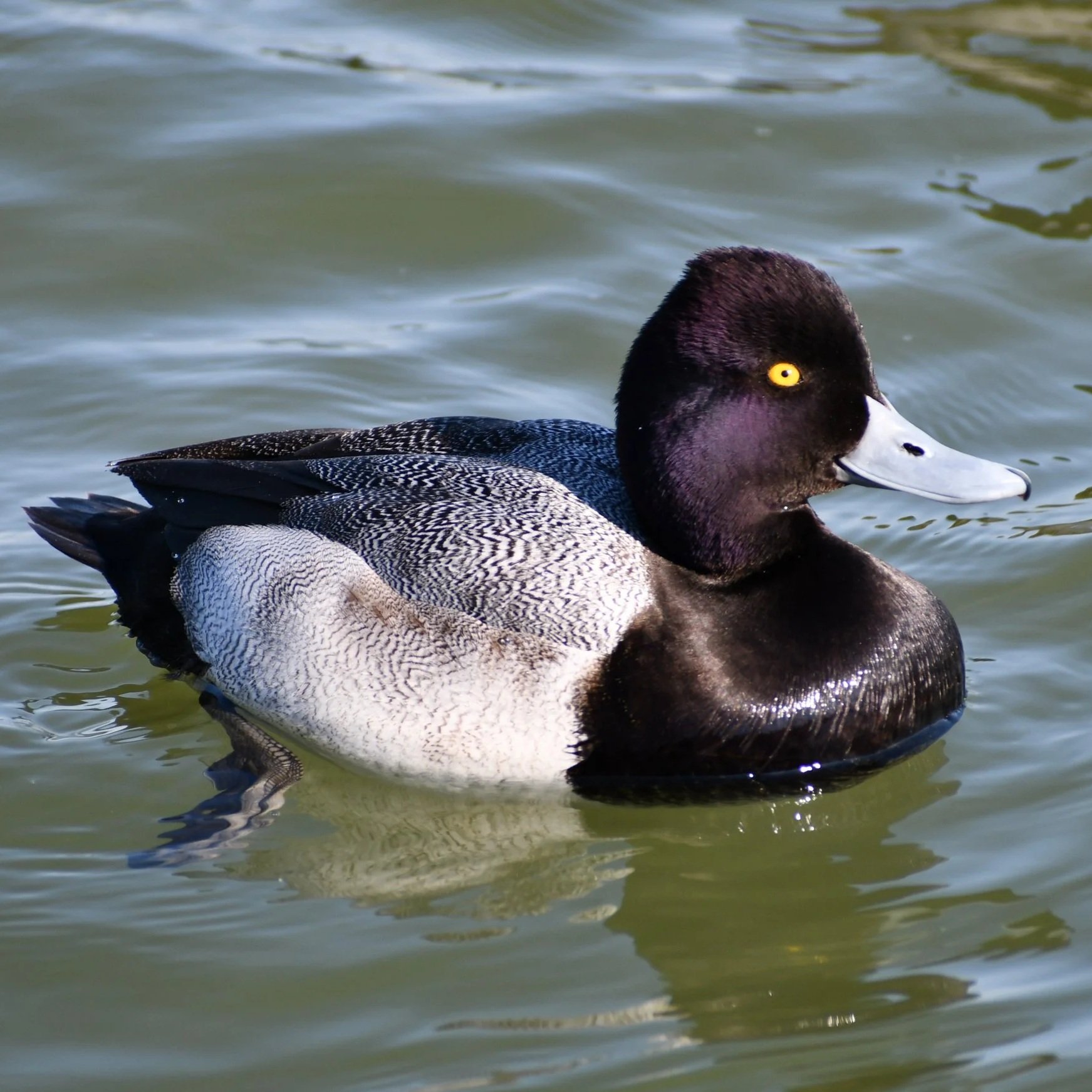 lesser-scaup-drake.jpg
