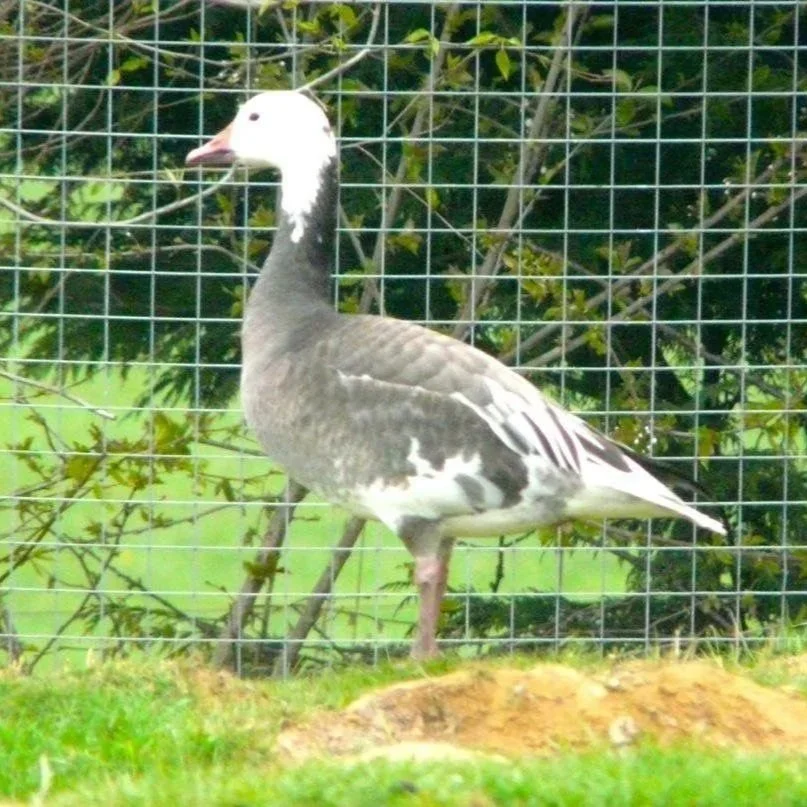 Blue Phase Lesser Snow Geese