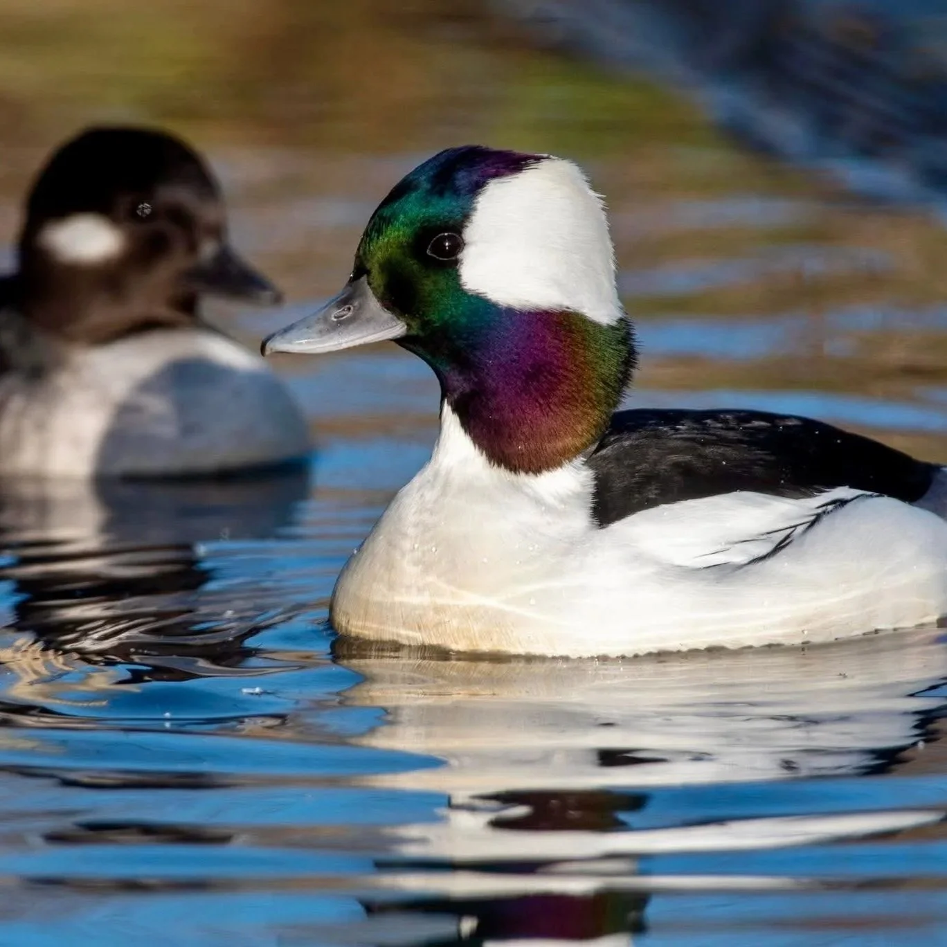 bufflehead.jpg