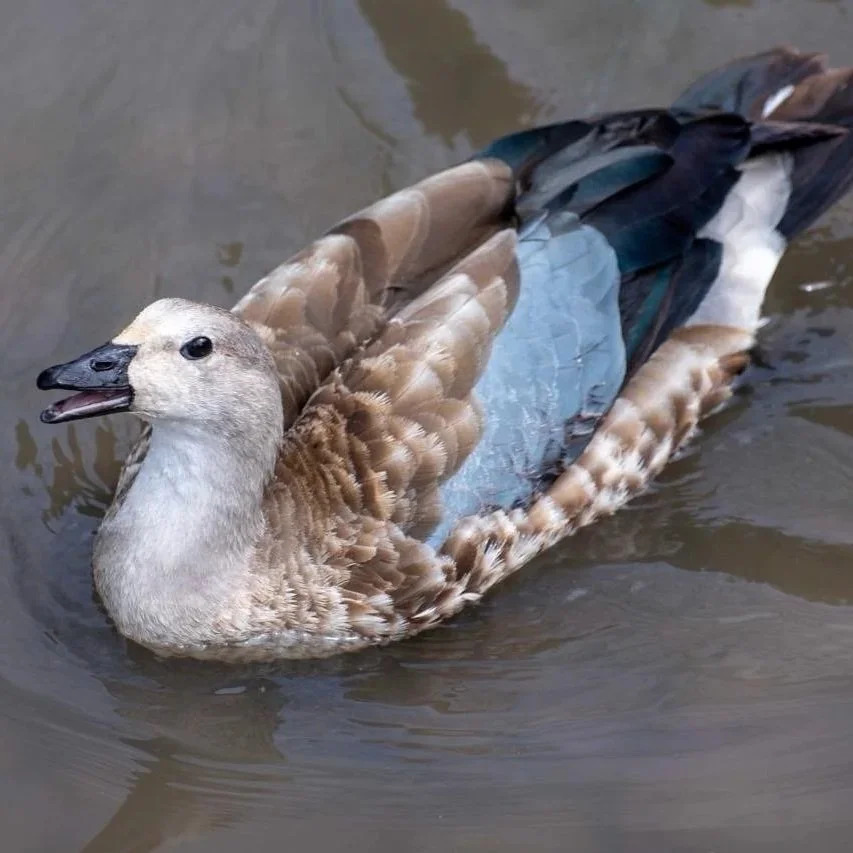 Abyssinian Blue Winged Geese