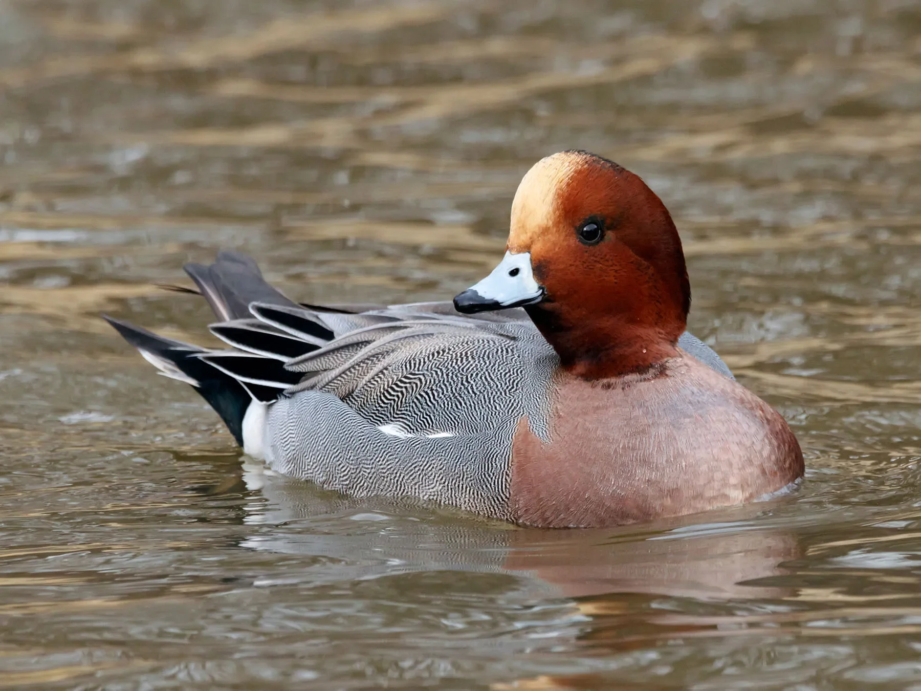 european wigeon.webp
