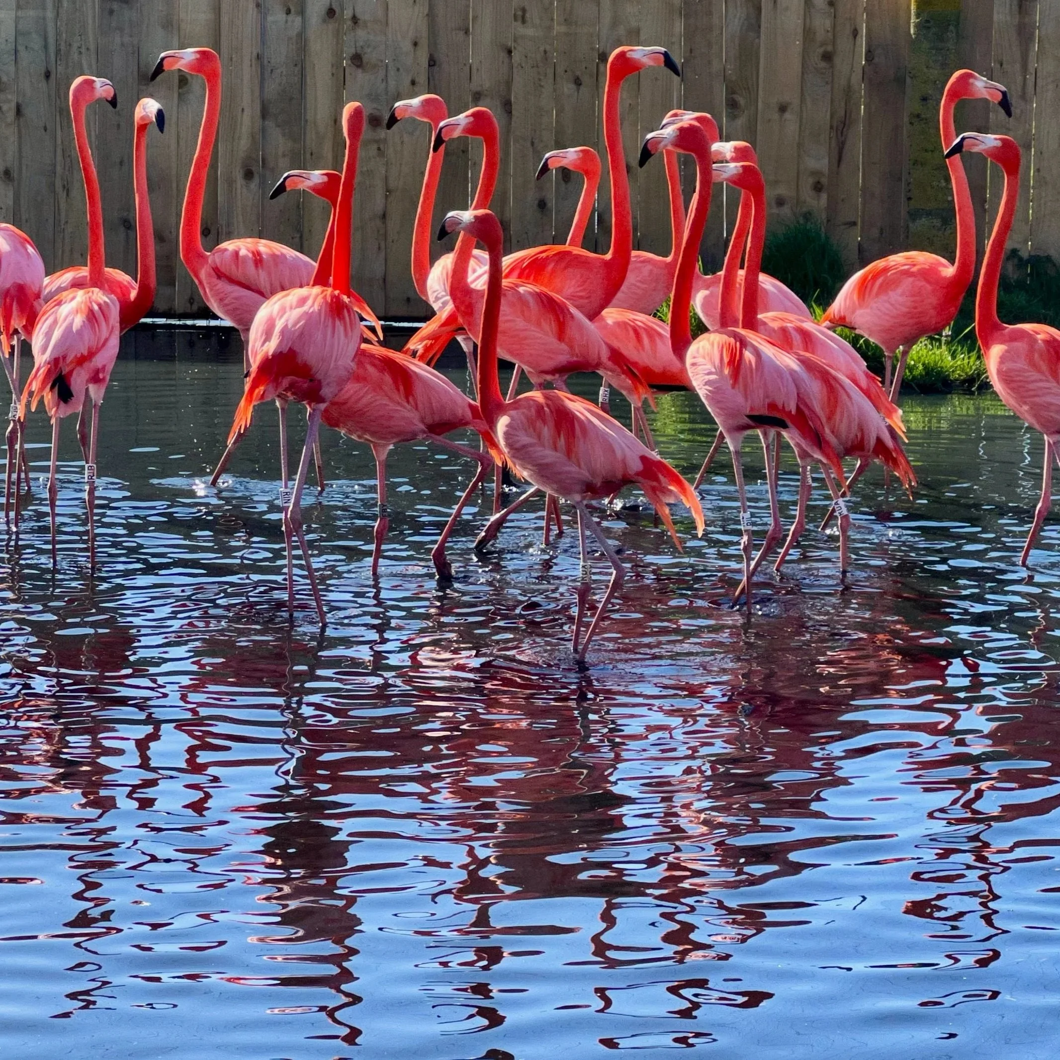 Caribbean Flamingo