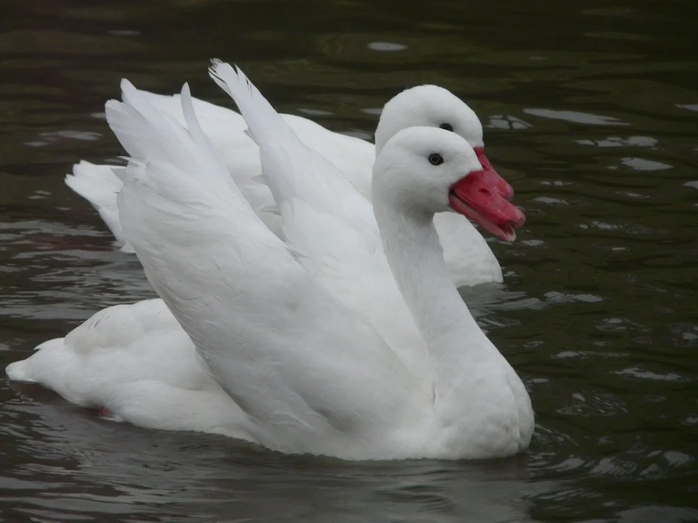 Coscoroba Swans