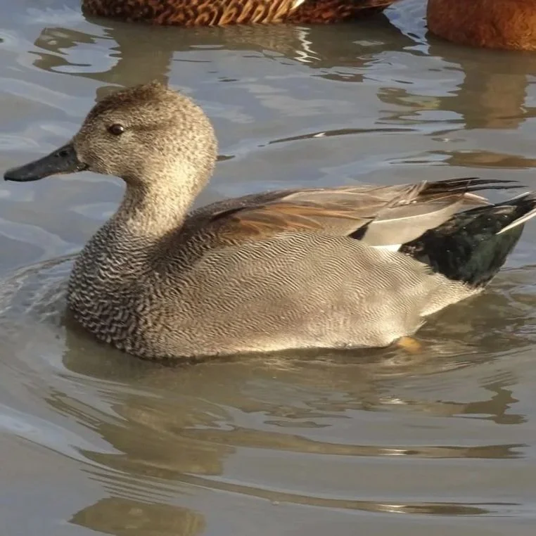 gadwall.jpg