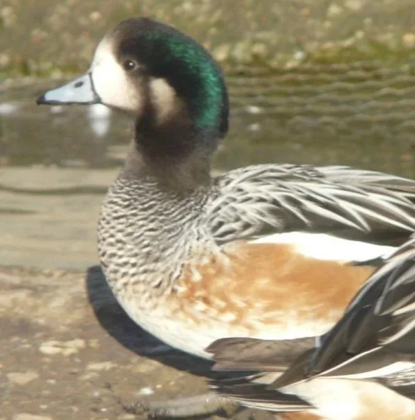 chiloewigeon.jpg
