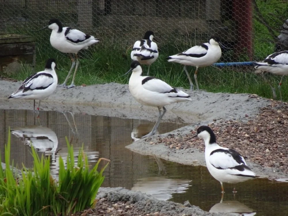 Pied Avocets