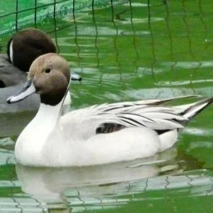 silver+northern+pintail.jpg