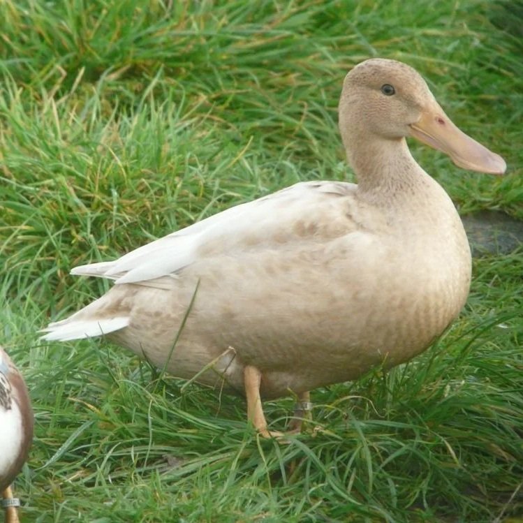 Orange Northern Shoveler