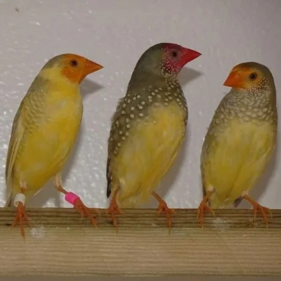 Star Finches
