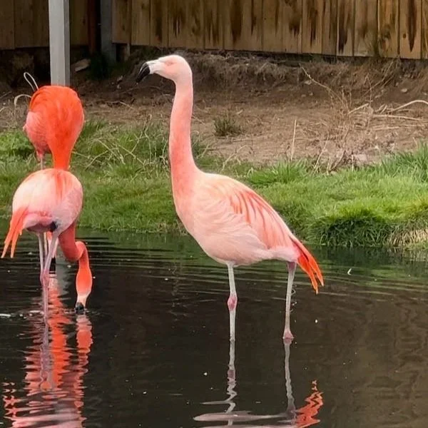 Chilean Flamingo