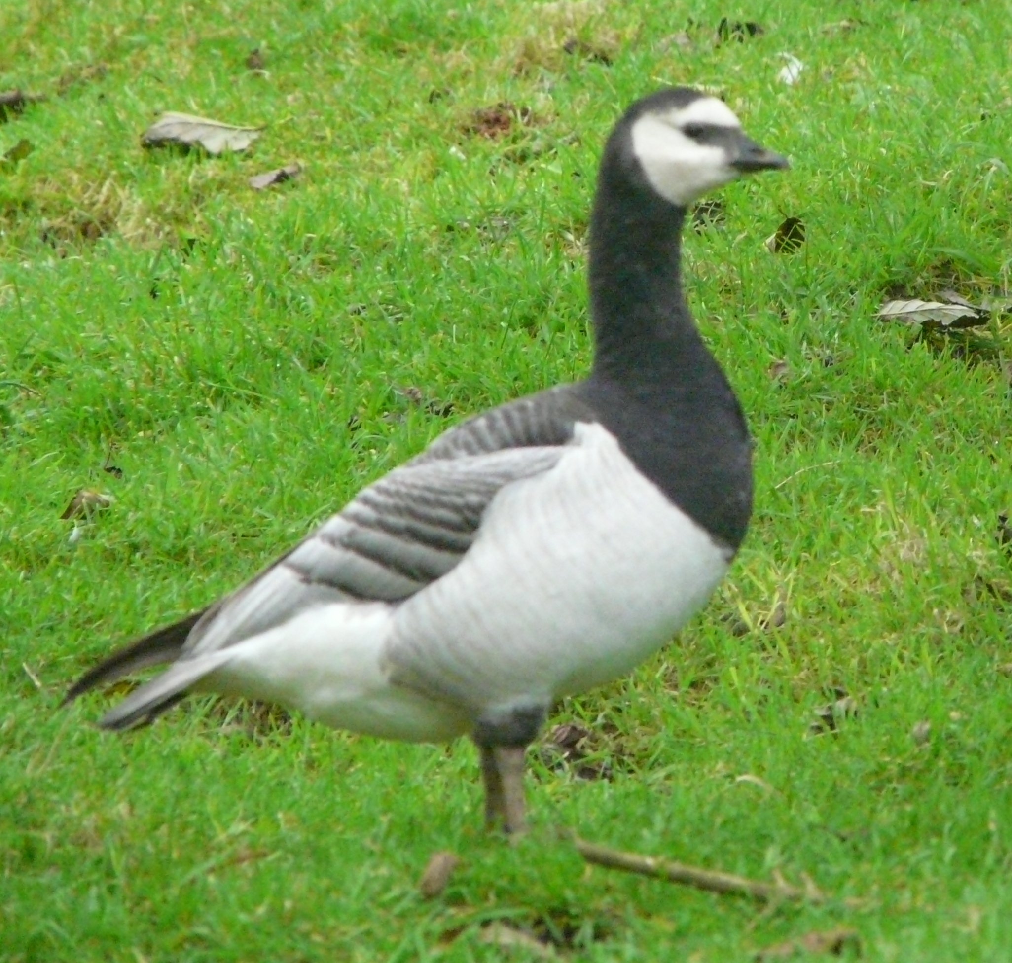 barnaclesilver copy 4.JPG