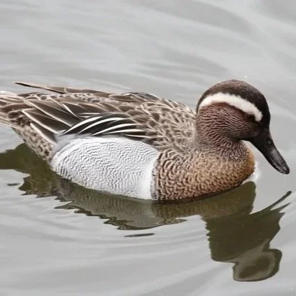 garganey.jpg
