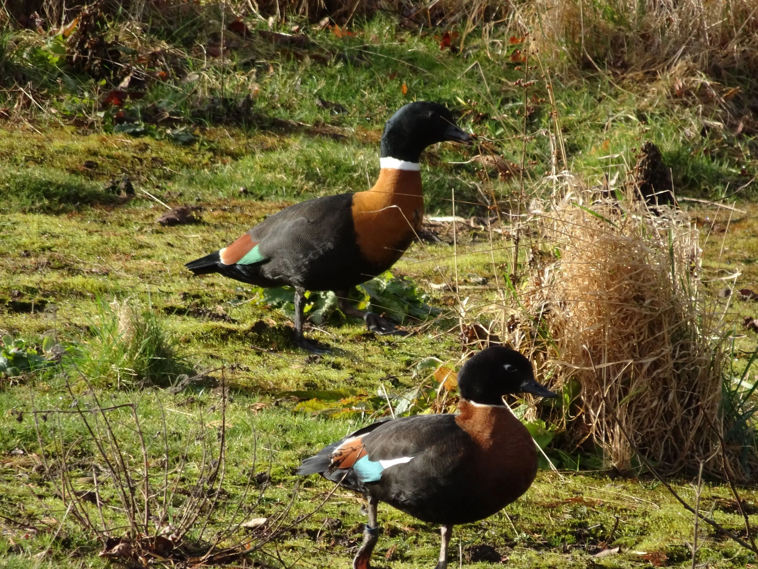 Australian Shelduck