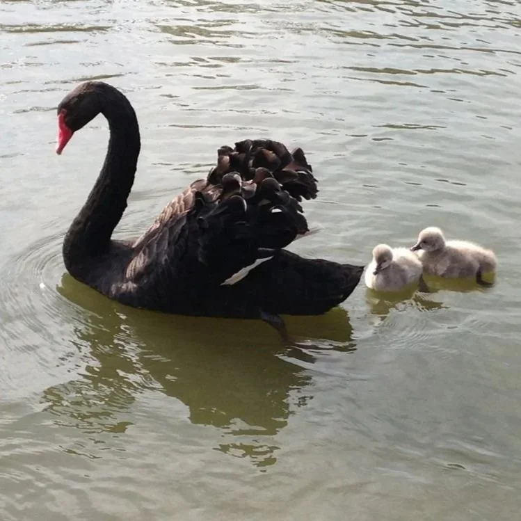 Black Swans