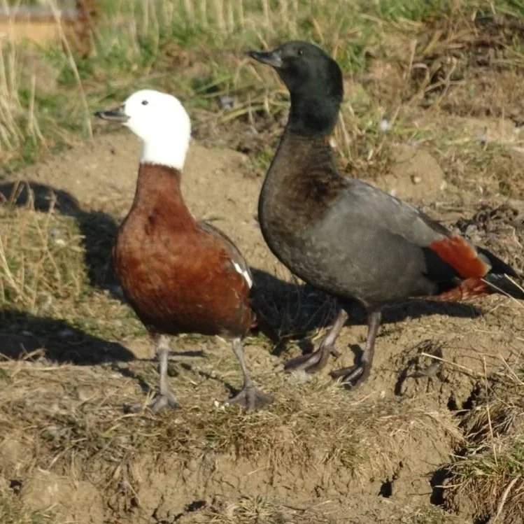 New Zealand Shelduck