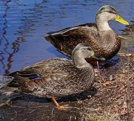amblackduck.jpg