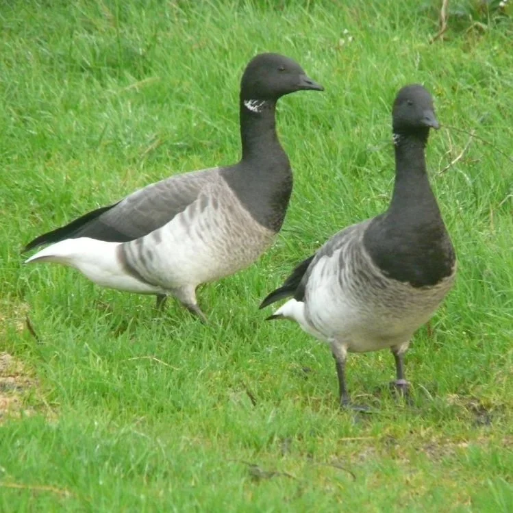 Atlantic Pacific Brent Geese