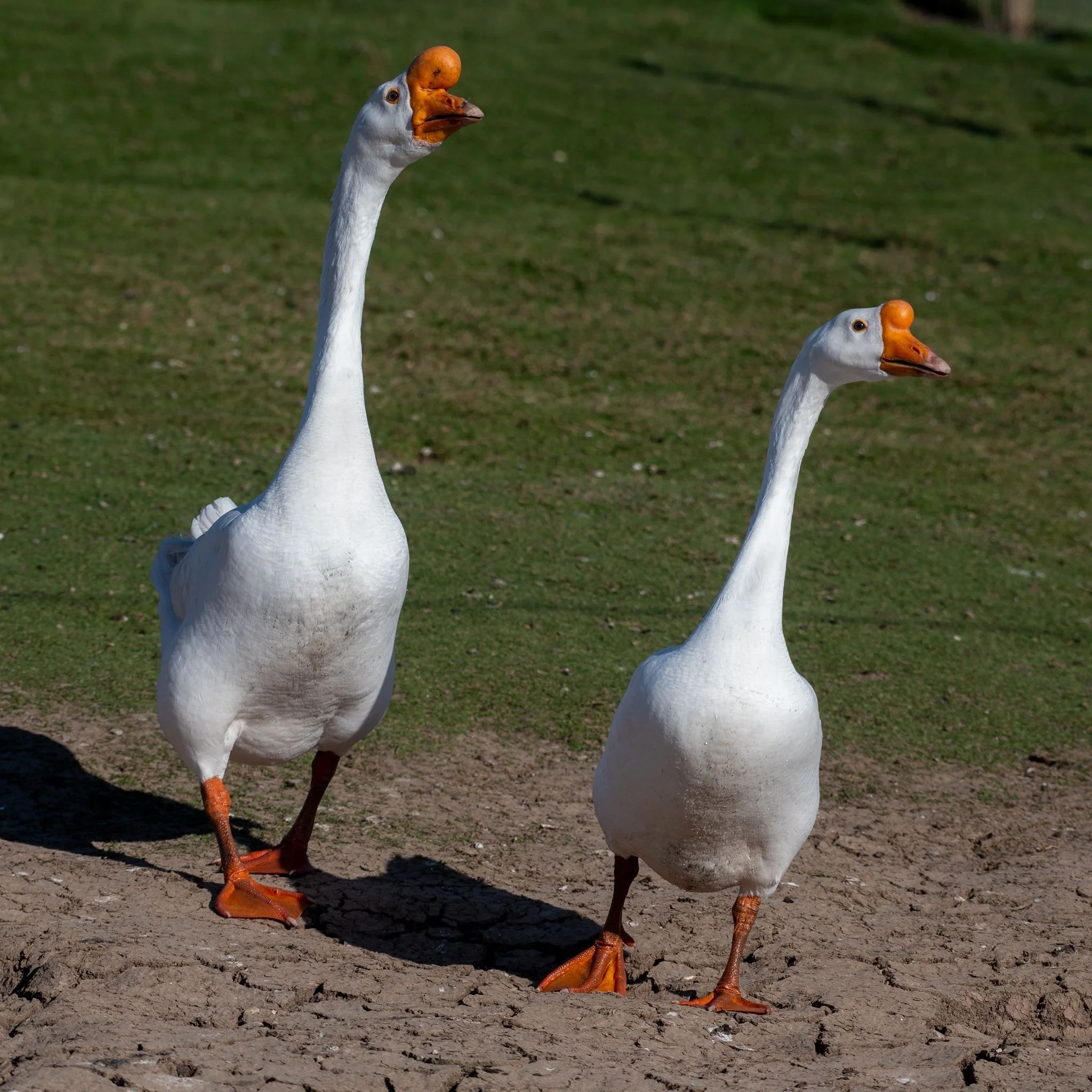 Exhibition White Chinese Geese