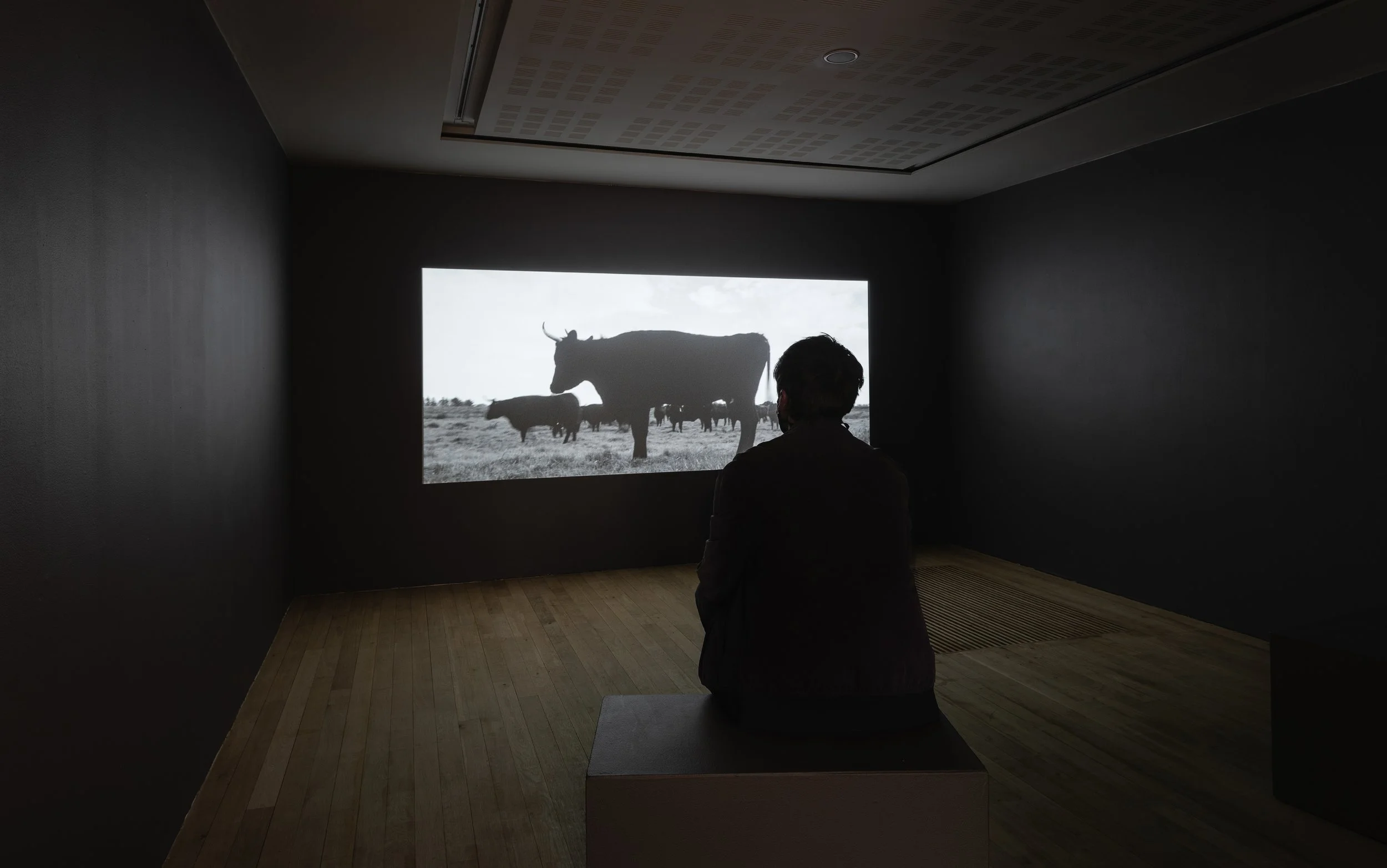 Person sitting on a bench observing a black-and-white video of cattle and a buffalo on a screen in a dark room.