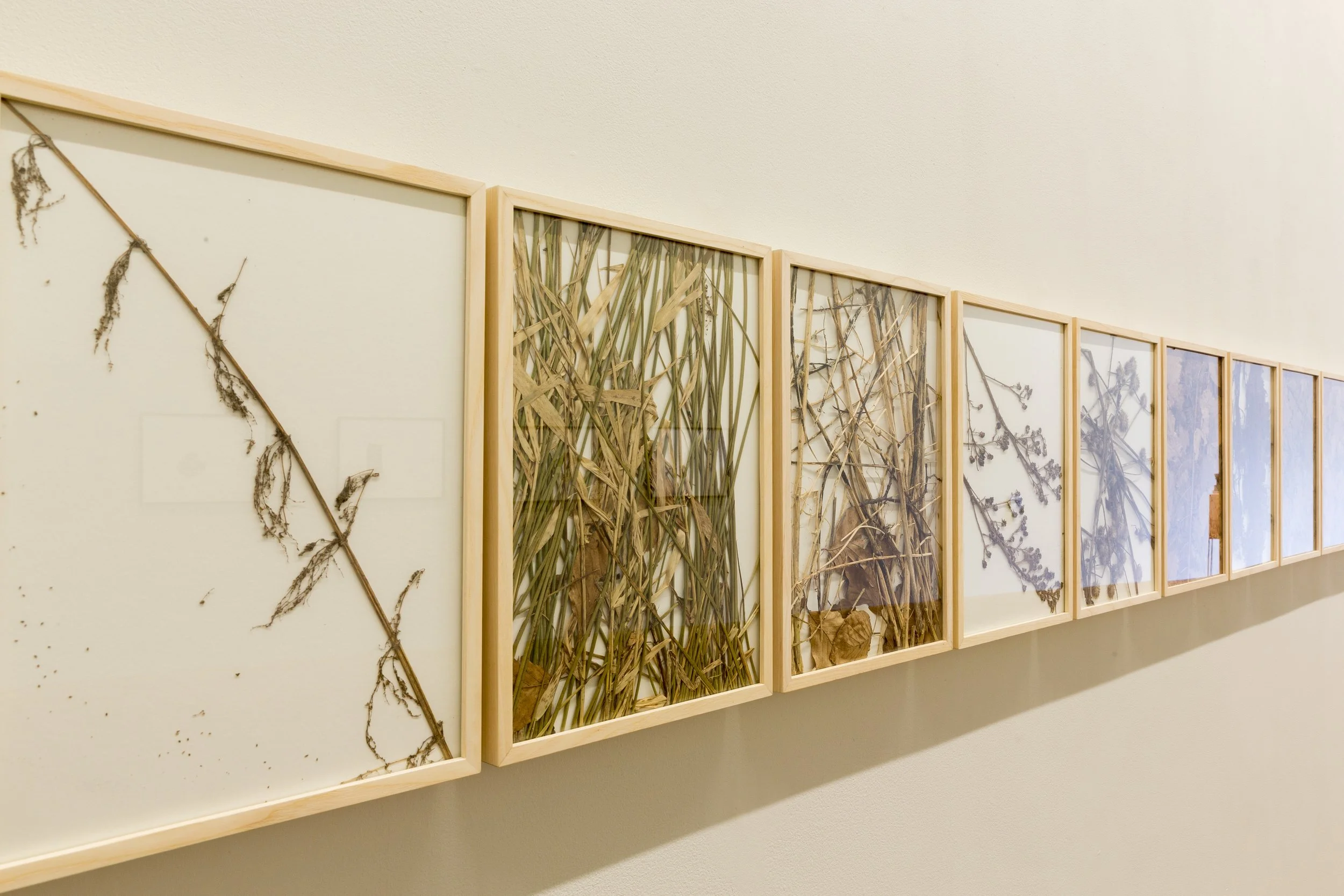 A series of framed herbarium displays with pressed plants and grasses arranged in a line on a wall.