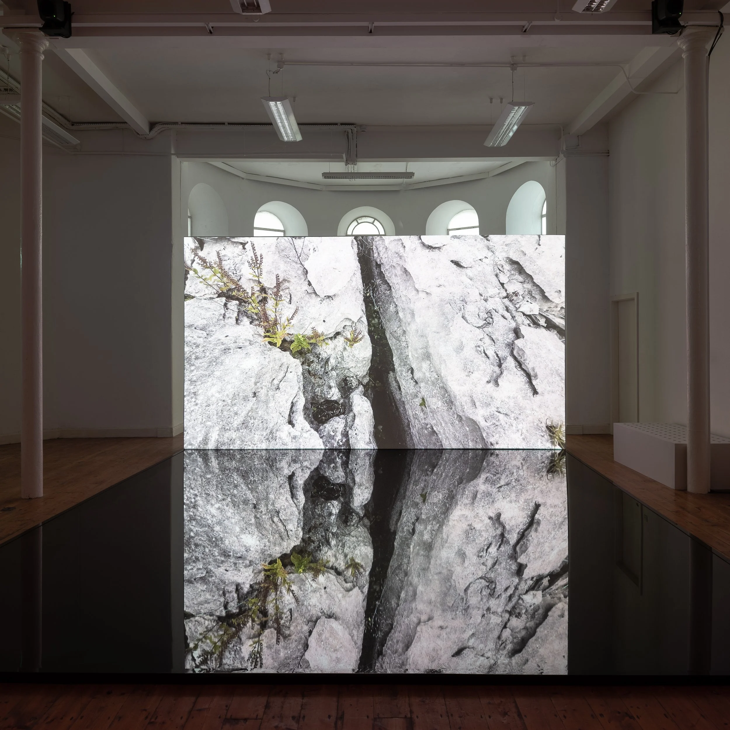 Art installation featuring a large screen displaying a high-resolution image of cracks and small green plants growing in a crevice of gray rocks, with a reflection of the image on a black surface below.