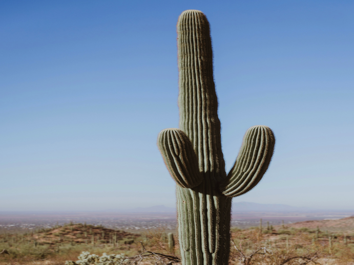 Saguaro
